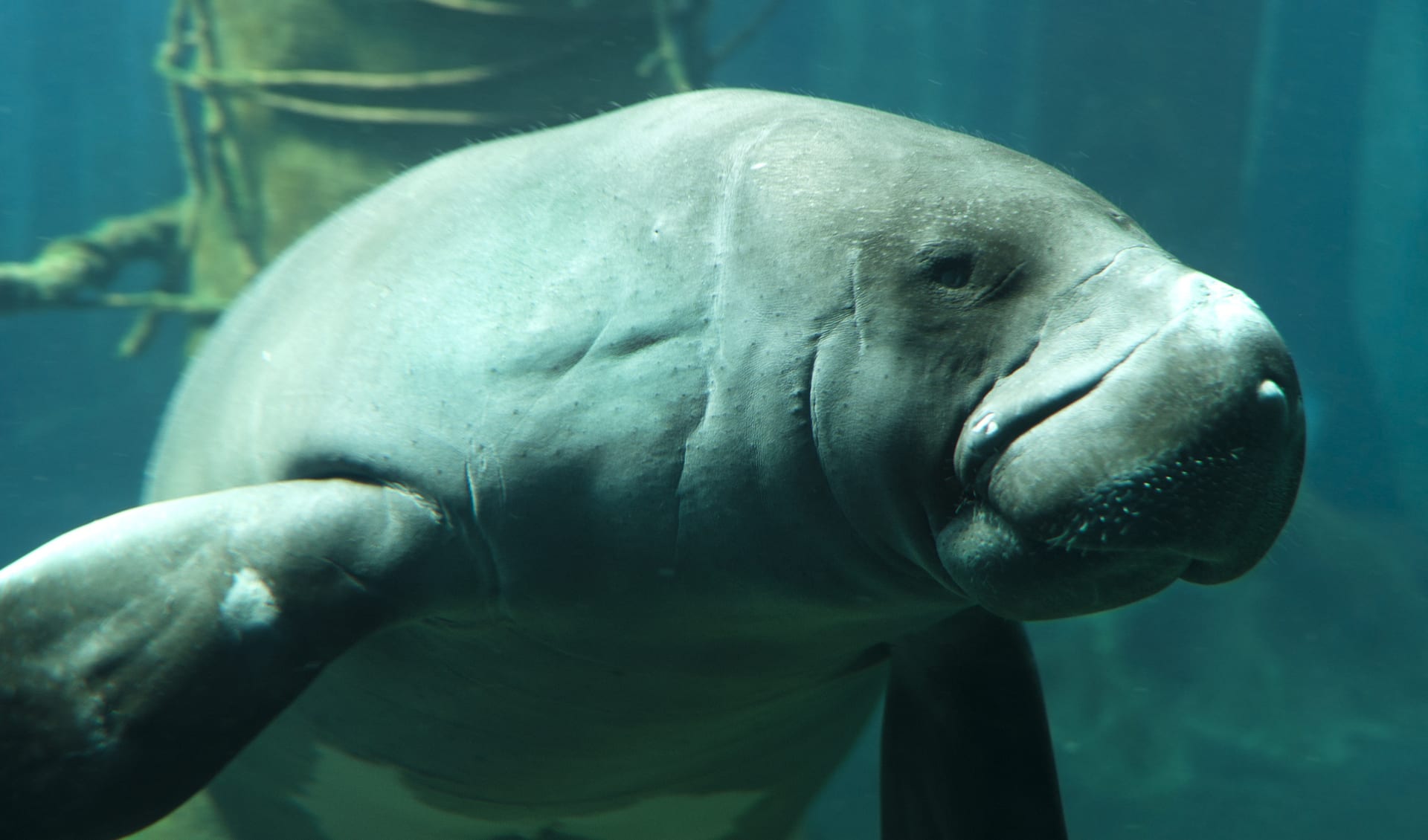 Amazonian manatee facts, distribution & population BioDB